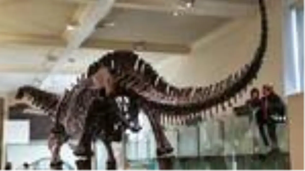 Arjantin'de 70 milyon yıllık dinozor kalıntıları bulundu