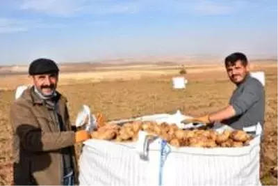 Patates sektöründen bu yıl 350 milyon TL gelir bekleniyor Patates sektöründen bu yıl 350 milyon TL gelir bekleniyor