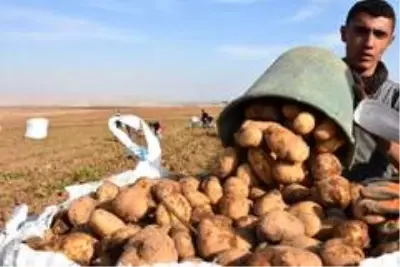 Patates sektöründen bu yıl 350 milyon TL gelir bekleniyor Patates sektöründen bu yıl 350 milyon TL gelir bekleniyor