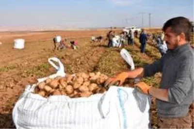 Patates sektöründen bu yıl 350 milyon TL gelir bekleniyor Patates sektöründen bu yıl 350 milyon TL gelir bekleniyor