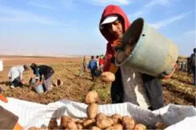 Patates sektöründen bu yıl 350 milyon TL gelir bekleniyor Patates sektöründen bu yıl 350 milyon TL gelir bekleniyor