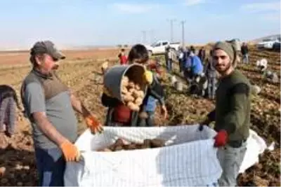 Patates sektöründen bu yıl 350 milyon TL gelir bekleniyor Patates sektöründen bu yıl 350 milyon TL gelir bekleniyor