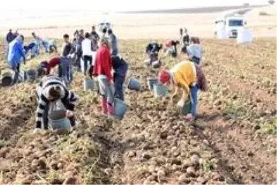 Patates sektöründen bu yıl 350 milyon TL gelir bekleniyor Patates sektöründen bu yıl 350 milyon TL gelir bekleniyor