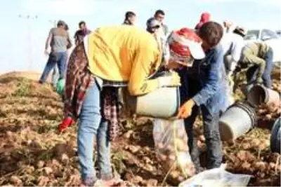 Patates sektöründen bu yıl 350 milyon TL gelir bekleniyor Patates sektöründen bu yıl 350 milyon TL gelir bekleniyor