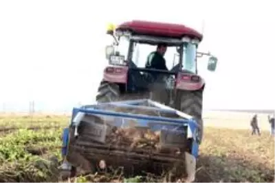 Patates sektöründen bu yıl 350 milyon TL gelir bekleniyor Patates sektöründen bu yıl 350 milyon TL gelir bekleniyor
