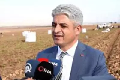 Patates sektöründen bu yıl 350 milyon TL gelir bekleniyor Patates sektöründen bu yıl 350 milyon TL gelir bekleniyor
