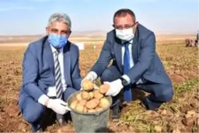 Patates sektöründen bu yıl 350 milyon TL gelir bekleniyor Patates sektöründen bu yıl 350 milyon TL gelir bekleniyor