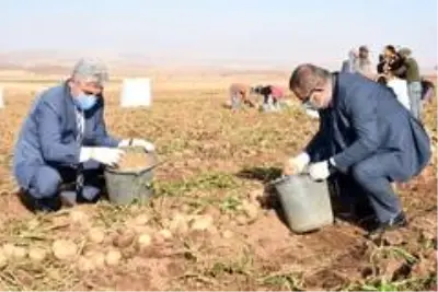 Patates sektöründen bu yıl 350 milyon TL gelir bekleniyor Patates sektöründen bu yıl 350 milyon TL gelir bekleniyor