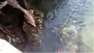 Boğulma tehlikesi geçiren çocuğu çevredekiler kurtardı Boğulma tehlikesi geçiren çocuğu çevredekiler kurtardı