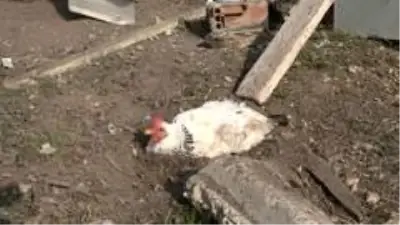 Yumurtasını çalan yavru köpeği pompalı tüfekle vurdu! Köpeğin sahibi gözyaşlarına hakim olamadı Yumurtasını çalan yavru köpeği pompalı tüfekle vurdu! Köpeğin sahibi gözyaşlarına hakim olamadı