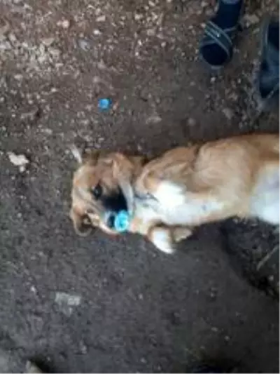 Yumurtasını çalan yavru köpeği pompalı tüfekle vurarak öldürdü Yumurtasını çalan yavru köpeği pompalı tüfekle vurarak öldürdü