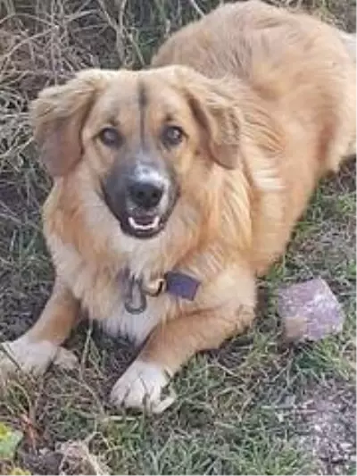 Yumurtasını çalan yavru köpeği pompalı tüfekle vurarak öldürdü Yumurtasını çalan yavru köpeği pompalı tüfekle vurarak öldürdü