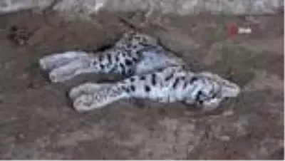 Son dakika haberi... Canlısını göremeden ölüsüyle karşılaştılar Son dakika haberi... Canlısını göremeden ölüsüyle karşılaştılar