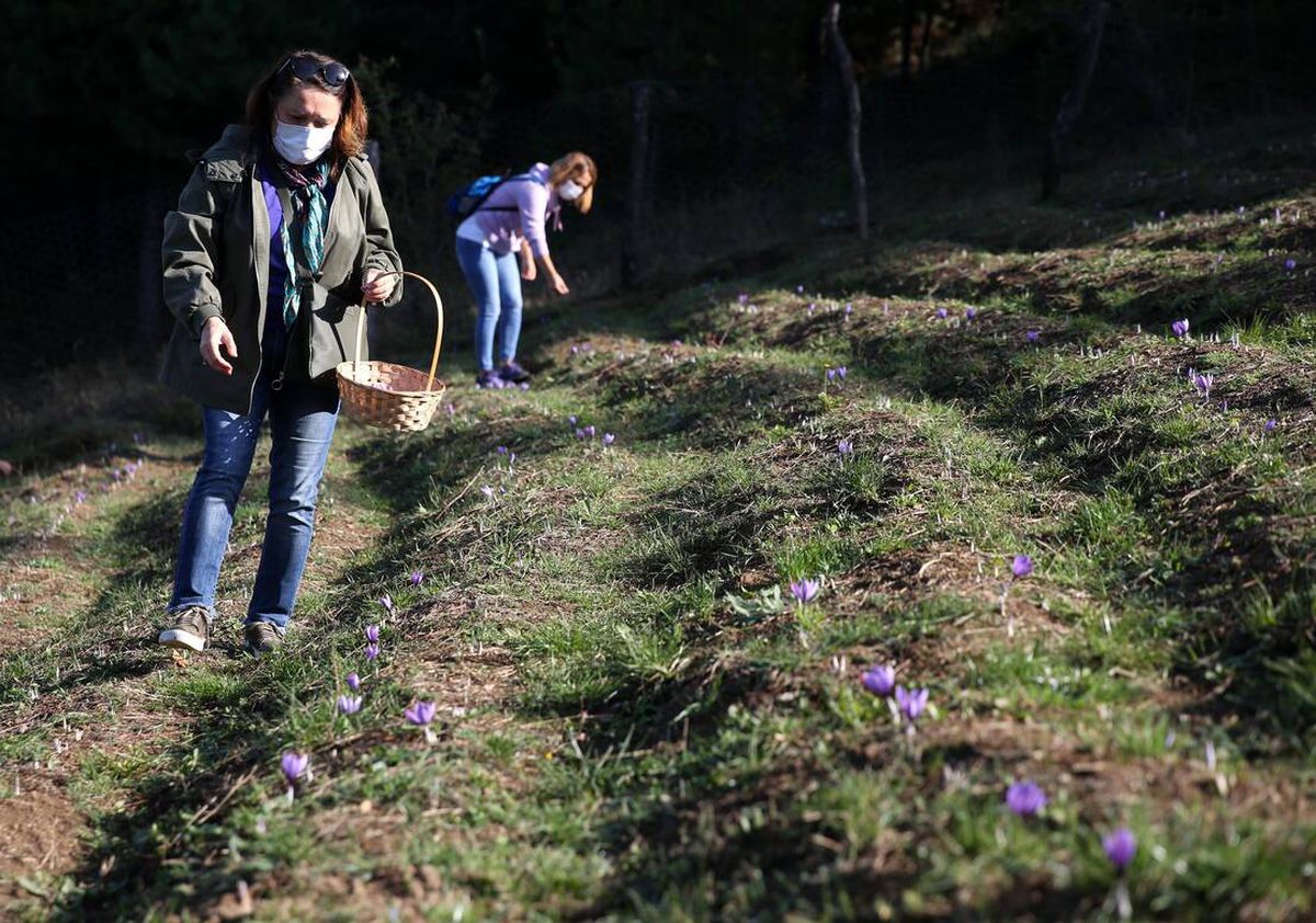 Fındığa alternatif olarak safran ekti: 2,5 dönüm araziden 40 bin lira kazanacak