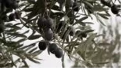 Hatay'da, Suriyeli yetimler zeytin toplama şenliğine katıldı Hatay'da, Suriyeli yetimler zeytin toplama şenliğine katıldı