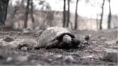 Hatay'daki orman yangınına müdahale sürüyor Hatay'daki orman yangınına müdahale sürüyor