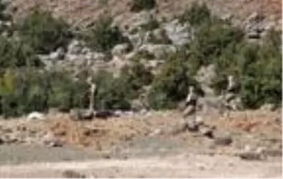 Son dakika haber: İslahiye'de SİT alanlarını, jandarma koruyor Son dakika haber: İslahiye'de SİT alanlarını, jandarma koruyor