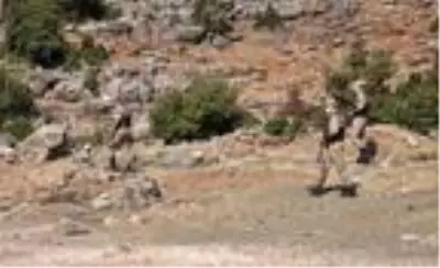 Son dakika haber: İslahiye'de SİT alanlarını, jandarma koruyor Son dakika haber: İslahiye'de SİT alanlarını, jandarma koruyor