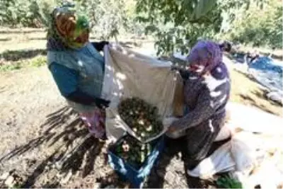 Turizm sektöründen istifa edip Manisa'ya yerleşen girişimci hem kendi hem de köylünün hayatını değiştirdi