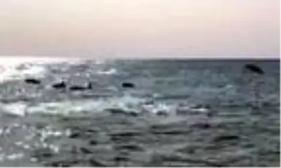 Kıyıda yüzen yunuslar ilgi odağı oldu Kıyıda yüzen yunuslar ilgi odağı oldu