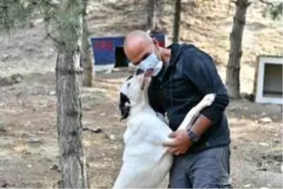 Mamak Belediyesi sokak hayvanlarına sahip çıkıyor Mamak Belediyesi sokak hayvanlarına sahip çıkıyor
