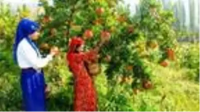 Nar diyarı Doğançam Nar diyarı Doğançam