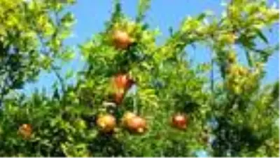 Nar diyarı Doğançam Nar diyarı Doğançam