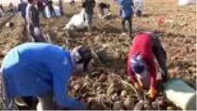 Patates sektöründen bu yıl 350 milyon TL gelir bekleniyor Patates sektöründen bu yıl 350 milyon TL gelir bekleniyor