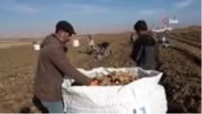 Patates sektöründen bu yıl 350 milyon TL gelir bekleniyor Patates sektöründen bu yıl 350 milyon TL gelir bekleniyor