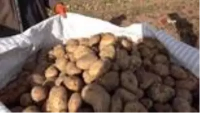 Patates sektöründen bu yıl 350 milyon TL gelir bekleniyor Patates sektöründen bu yıl 350 milyon TL gelir bekleniyor