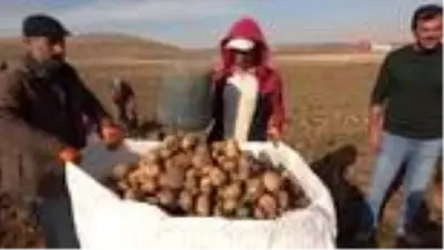 Patates sektöründen bu yıl 350 milyon TL gelir bekleniyor Patates sektöründen bu yıl 350 milyon TL gelir bekleniyor