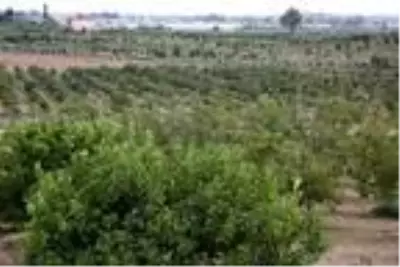 Son dakika haberi! Rus iş insanından 300 dönüme 'pikan' yatırımı Son dakika haberi! Rus iş insanından 300 dönüme 'pikan' yatırımı