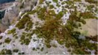 Sakarya Valisi Kaldırım ayva ve üzüm topladı, reçel kaynattı Sakarya Valisi Kaldırım ayva ve üzüm topladı, reçel kaynattı