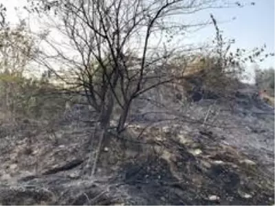 Son dakika... Samandağ'daki yangın kontrol altına alındı Son dakika... Samandağ'daki yangın kontrol altına alındı