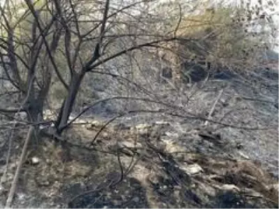 Son dakika... Samandağ'daki yangın kontrol altına alındı Son dakika... Samandağ'daki yangın kontrol altına alındı
