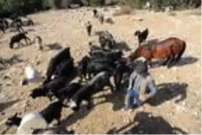 Yörüklerin develerle kış yurdu göçü başladı! Çoluk çocuk 25 gündür yoldalar Yörüklerin develerle kış yurdu göçü başladı! Çoluk çocuk 25 gündür yoldalar