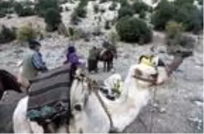 Yörüklerin develerle kış yurdu göçü başladı! Çoluk çocuk 25 gündür yoldalar Yörüklerin develerle kış yurdu göçü başladı! Çoluk çocuk 25 gündür yoldalar