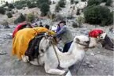 Yörüklerin develerle kış yurdu göçü başladı! Çoluk çocuk 25 gündür yoldalar Yörüklerin develerle kış yurdu göçü başladı! Çoluk çocuk 25 gündür yoldalar