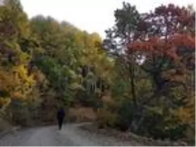 Sonbaharda Salördek Ormanları'nda renk cümbüşü Sonbaharda Salördek Ormanları'nda renk cümbüşü