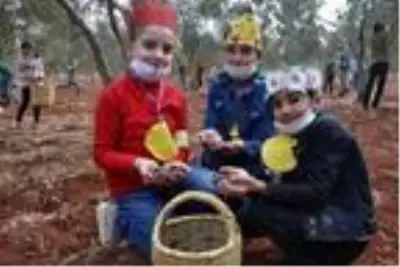 Suriyeli yetim çocuklar barış ve kardeşlik için zeytin topladı Suriyeli yetim çocuklar barış ve kardeşlik için zeytin topladı