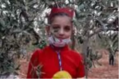 Suriyeli yetim çocuklar barış ve kardeşlik için zeytin topladı Suriyeli yetim çocuklar barış ve kardeşlik için zeytin topladı