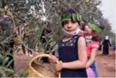 Suriyeli yetim çocuklar barış ve kardeşlik için zeytin topladı Suriyeli yetim çocuklar barış ve kardeşlik için zeytin topladı