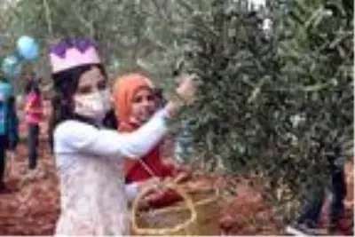 Suriyeli yetim çocuklar barış ve kardeşlik için zeytin topladı Suriyeli yetim çocuklar barış ve kardeşlik için zeytin topladı