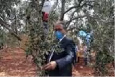 Suriyeli yetim çocuklar barış ve kardeşlik için zeytin topladı Suriyeli yetim çocuklar barış ve kardeşlik için zeytin topladı