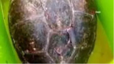 Tedavisi yapılan caretta caretta Didim Altınkum'da denize bırakıldı Tedavisi yapılan caretta caretta Didim Altınkum'da denize bırakıldı