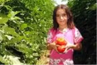 Tokat'ta 365 bin ton domates üretimi Tokat'ta 365 bin ton domates üretimi