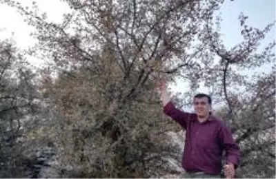 Yabani alıçlar toplanıyor Yabani alıçlar toplanıyor