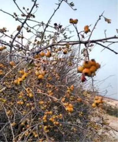 Yabani alıçlar toplanıyor Yabani alıçlar toplanıyor