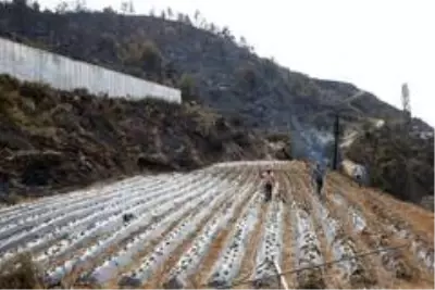Yangının acı yüzü gün aydınlanınca ortaya çıktı Yangının acı yüzü gün aydınlanınca ortaya çıktı