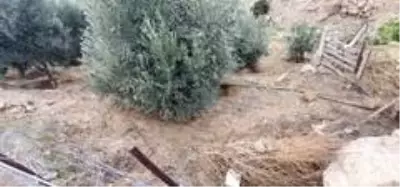 Yaşlı adam, zeytin tarlasında şüpheli şekilde ölü bulundu Yaşlı adam, zeytin tarlasında şüpheli şekilde ölü bulundu
